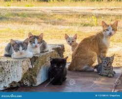 kattenfamilie