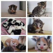gratis kittens asiel