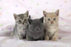 britse korthaar kittens gratis