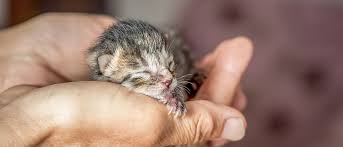 pasgeboren kitten