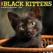 zwarte kittens te koop