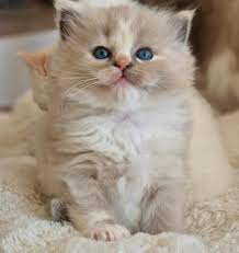 kitten te koop ragdoll