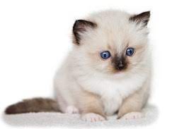 ragdoll kittens te koop