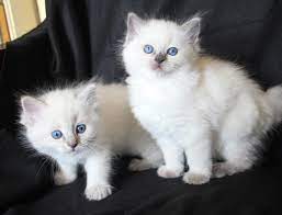 ragdoll kittens te koop zonder stamboom