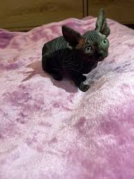 sphynx kitten te koop