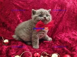 britse kittens te koop