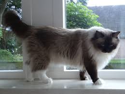 kitten ragdoll te koop