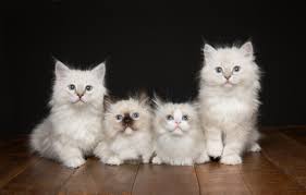 kittens te koop ragdoll