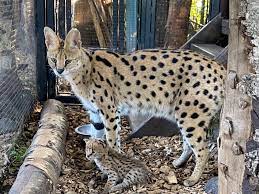 savannah kat te koop