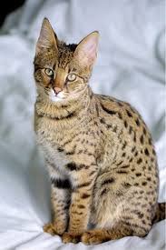 savannah kitten te koop