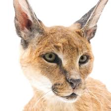 caracal kat te koop