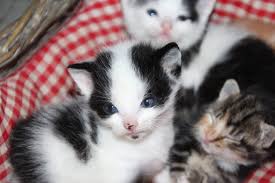 cyperse kittens te koop