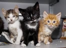 kittens te koop gratis