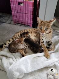 serval kitten te koop