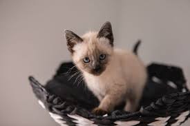 siamese kat kitten