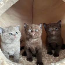 silver tabby kittens te koop