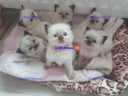 5 prachtige kittens gratis