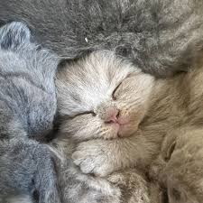 te koop britse korthaar kitten