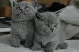 te koop kittens britse korthaar