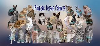 katten fokkers