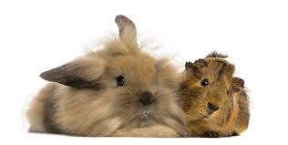 konijn of cavia
