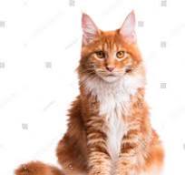 rode maine coon kitten