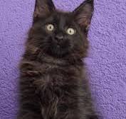zwarte maine coon kitten