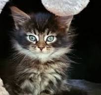 maine coon xxl kittens te koop