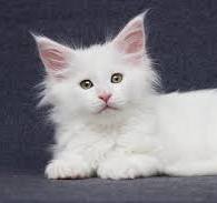 witte maine coon kitten