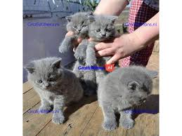 korthaar kittens te koop