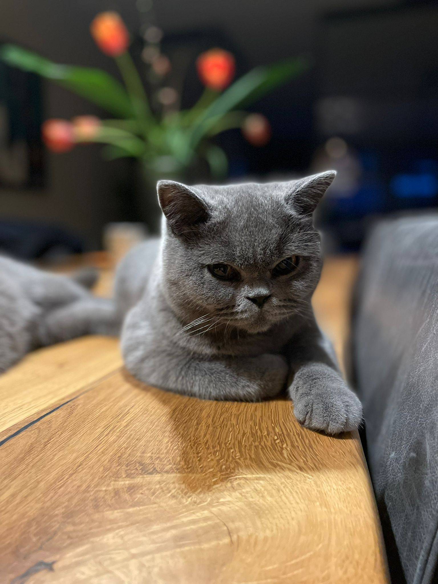 britse korthaar gezondheid