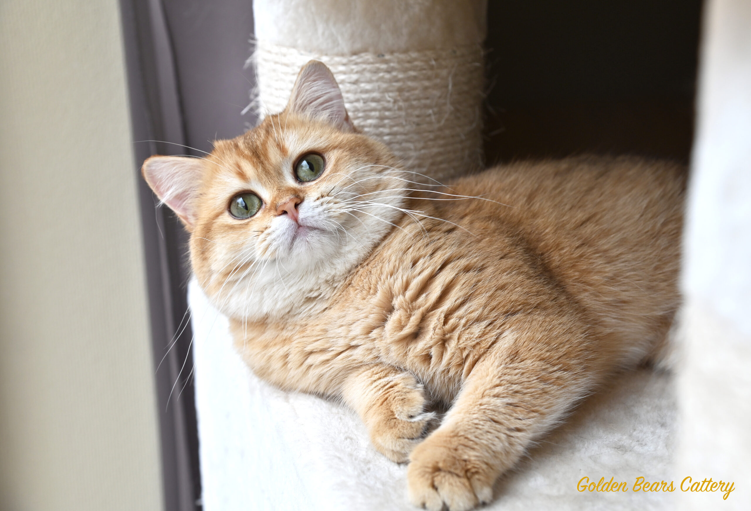 britse korthaar golden shaded te koop