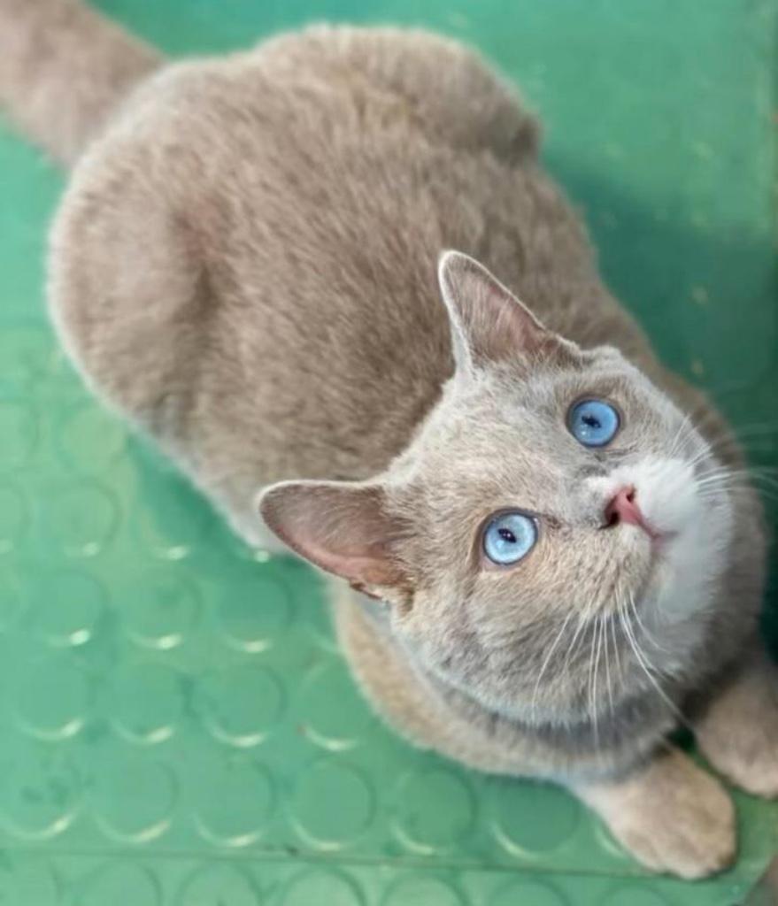 britse korthaar lilac te koop