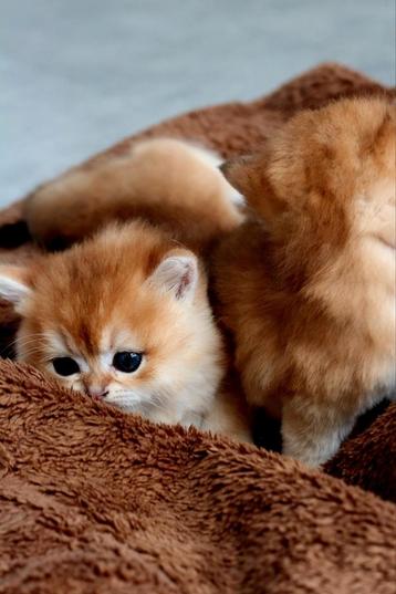 bruine kittens te koop