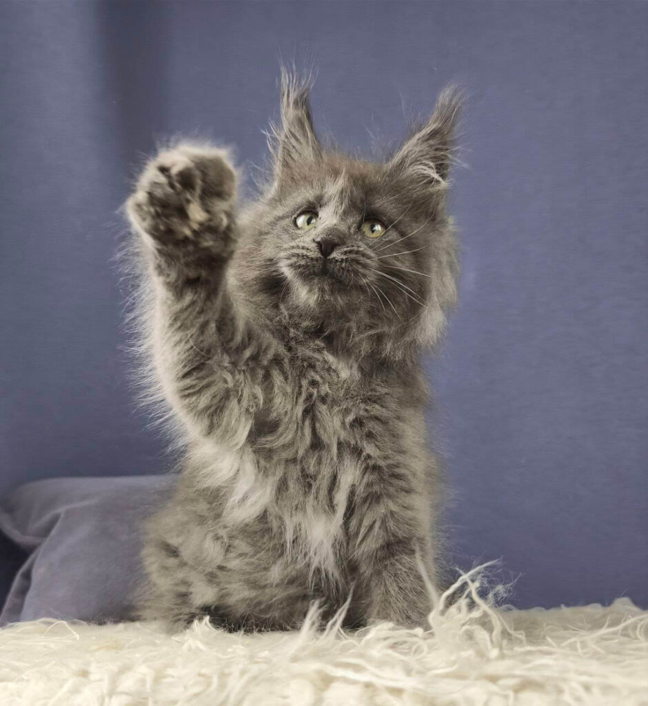 kittentekoop maine coon