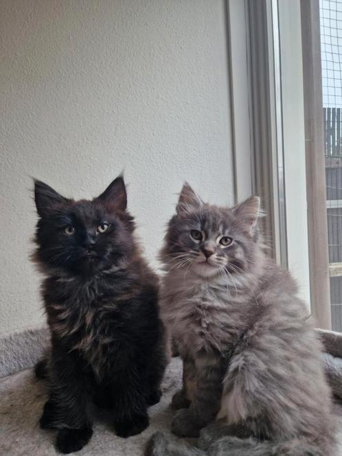 maine coon kat te koop