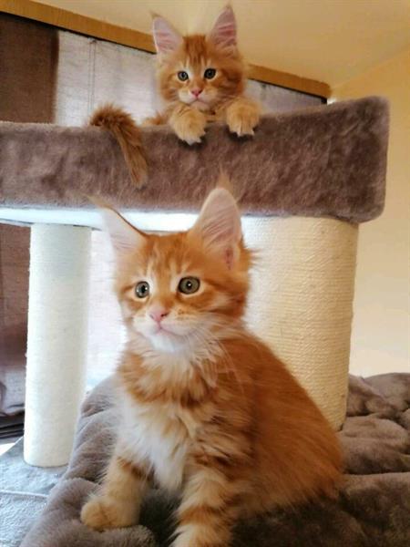 maine coon kittens te koop met stamboom