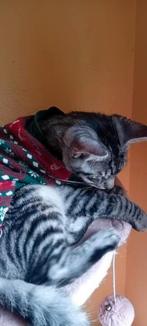 marktplaats maine coon kitten