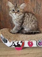 poezen te koop marktplaats