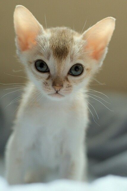 singapura kitten te koop