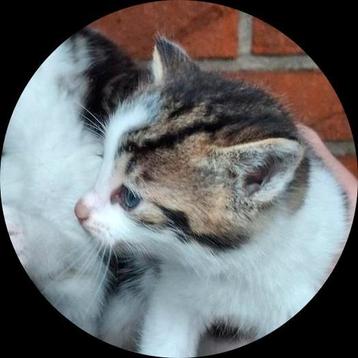 zwart witte kat te koop