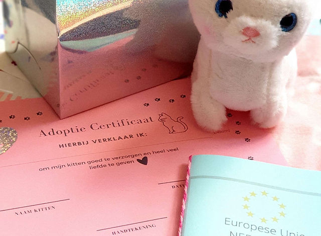 adoptie kittens