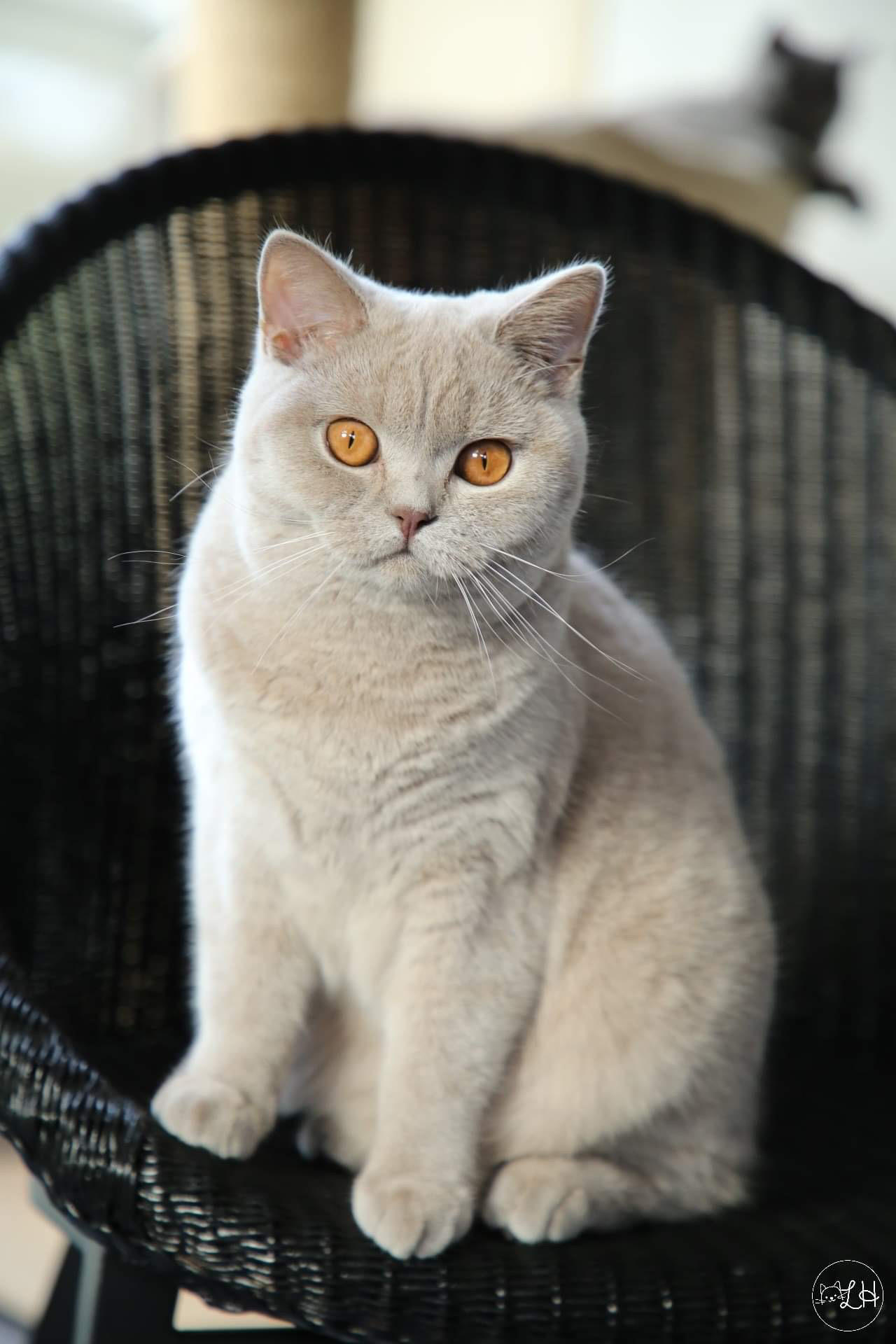 britse korthaar cinnamon te koop