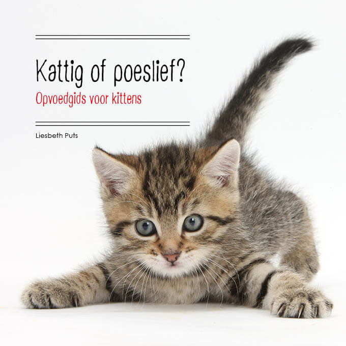 kosten kitten