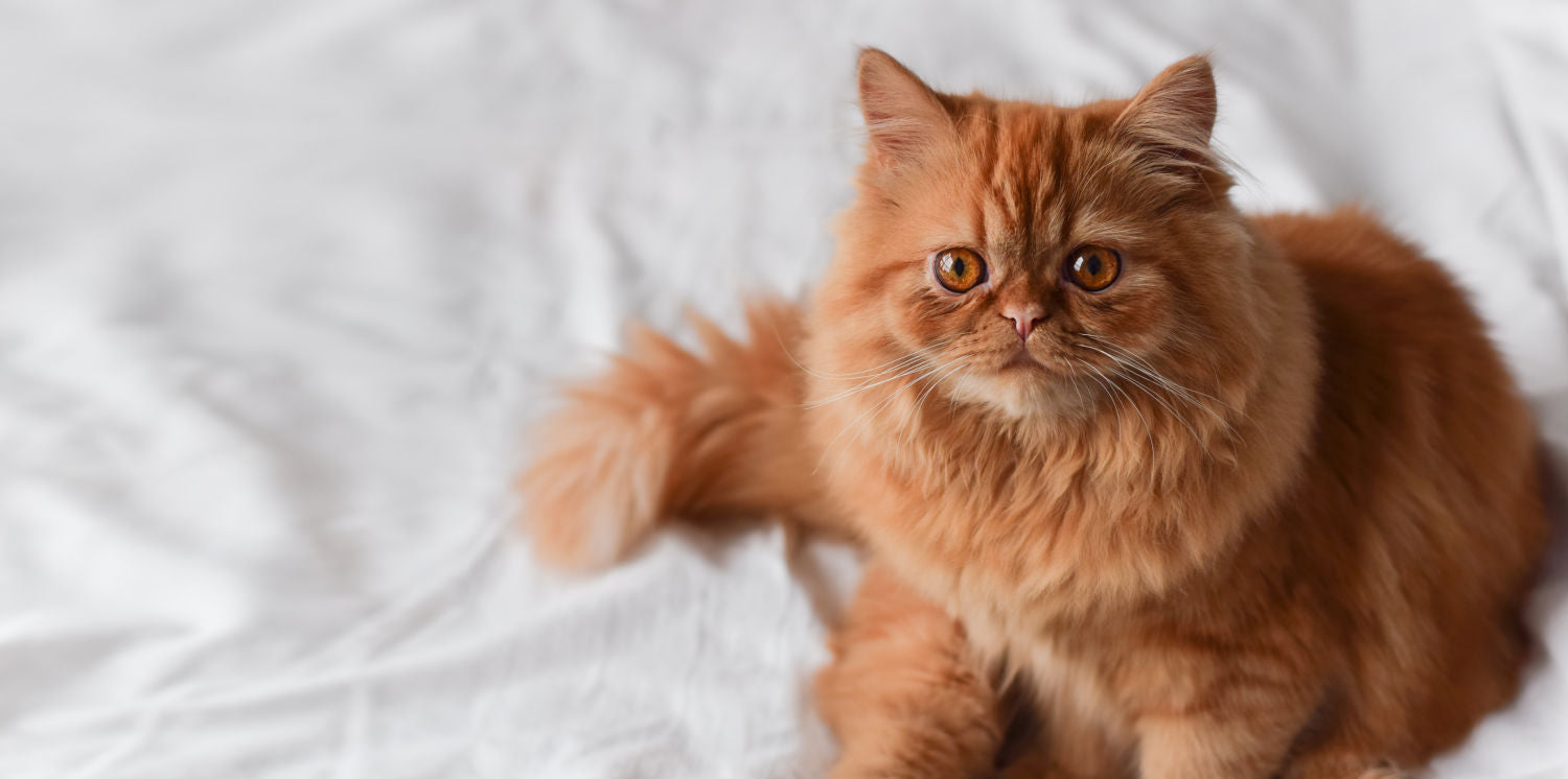 langharige katten te koop