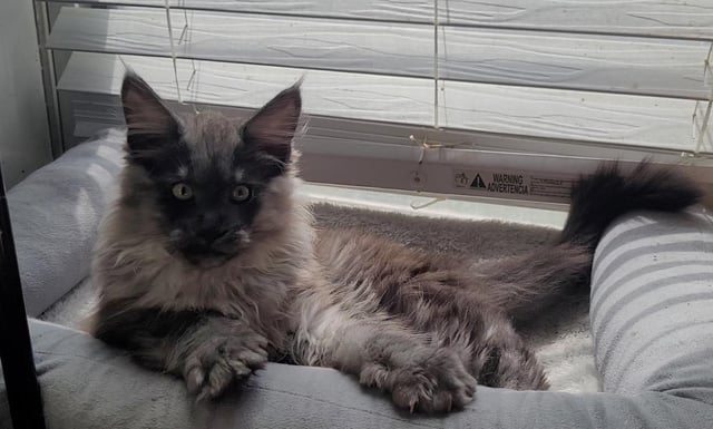 prijzen maine coon kitten