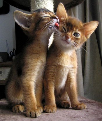 abessijn kitten kopen