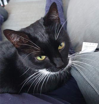 anti struvite kattenvoer