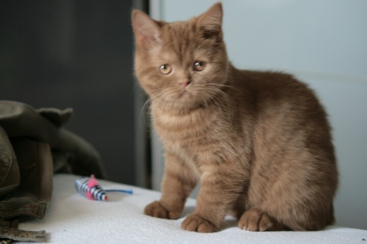 britse korthaar cinnamon te koop