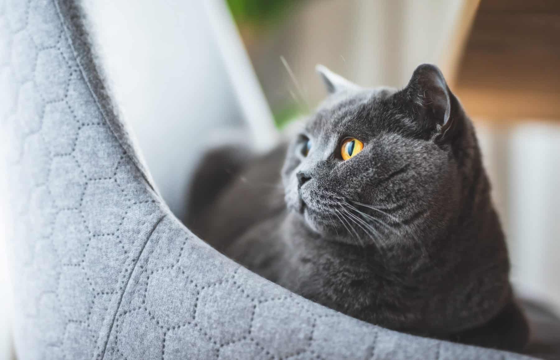 britse korthaar kittens